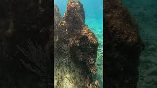 COZUMEL La Hora Perfecta diving snorkeling [upl. by Ransom]