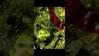 Palak Paneer Recipe shorts [upl. by Aivatahs]