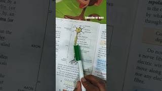 Structure of nerve cell  nerve cell diagram explanation shorts shortvideo biology nerve [upl. by Nneb]