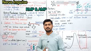 178 Nerve impulse class12 biology  Resting membrane potential  Action membrane potential [upl. by Llednil]