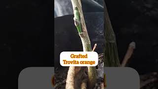 GRAFTED SEEDLESS TROVITA ORANGE [upl. by Tristram]