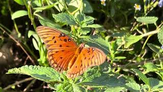 Gulf Fritillary Butterfly 🦋 August 9 2024 [upl. by Eedyak]