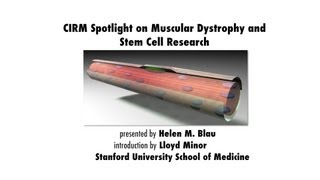 Duchenne Muscular Dystrophy and Stem Cell Research  Helen Blau Stanford Medicine [upl. by Shakespeare]