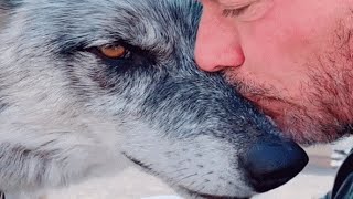 Man rescues wolf Now theyre obsessed with each other [upl. by Luelle185]