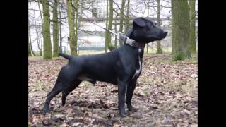 Patterdale Terrier [upl. by Einberger]