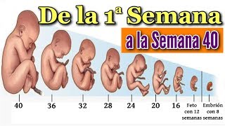 👶 EMBARAZO SEMANA A SEMANA 🤰 Desarrollo Fetal Desde la Semana 1 a la 40 en el Vientre Materno ❤️ [upl. by Suiratnod]