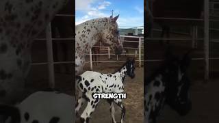 The APPALOOSA  AN INCREDIBLE HORSE BREED 🤩 [upl. by Craggie578]