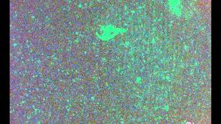 Free swimming and feeding copepod 4 [upl. by Adelaja645]