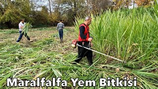 ARTIK BEDAVA HAYVAN BAKMAK MÜMKÜNMARALFALFA BİÇİMİ [upl. by Honora603]