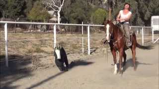 Camarillo Performance Horses  First Time Cutting [upl. by Padriac]