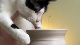 Rescue cat has unusual hobby [upl. by Byram]