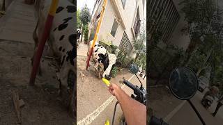 Lets feed the mouthless❤️‍🩹 youtubeshorts love care givingkid animals cow bangalore [upl. by Persse]