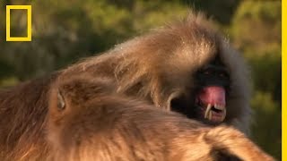 Ces singes se battent avec leurs gigantesques canines [upl. by Argyle]