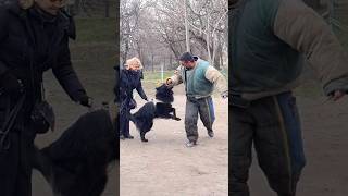 😱‼️Real defender 🔥STRAZHODESSA Training of the Belgian Shepherd Groenendael Odessa [upl. by Fenn]