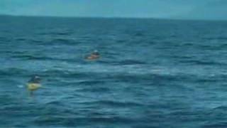 Killer Whale falls on kayaker [upl. by Nannaihr]