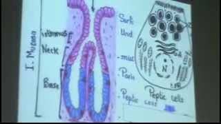 Dr Gihan Pylorus of Stomach 27102013 [upl. by Latnahc]