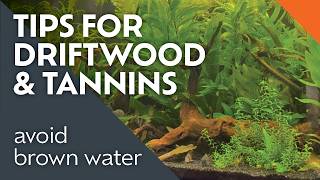 Easy Steps to Remove Tannins from your Aquarium [upl. by Beebe939]