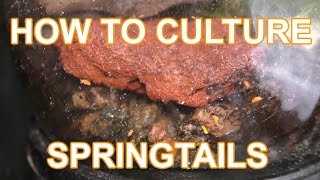 How to culture Orange springtails [upl. by Anayik451]