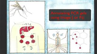 Annotating a PCR gel image using Image J or Fiji [upl. by Brnaba]