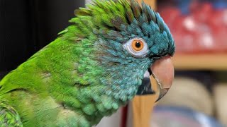 Conure Talking amp Sounds  Blue Crown Conure Parrot Singing amp Dancing [upl. by Nnahoj604]