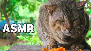 Cat Eating French fries ASMR  Mukbang eating  Dream bird  animals cat shorts asmr [upl. by Nagaer969]