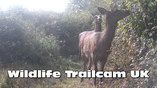 Red deer with a fawn Trail camera Thursday [upl. by Niai]