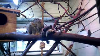 emperor tamarin at twycross zoo [upl. by Lleval]