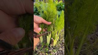 Harvesting fresh fennel process [upl. by Arted]