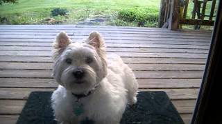 Dexter the Westie  Barking in the Backyard [upl. by Thaddeus]