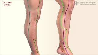 Meridiano do fígado LR LIVER MERIDIAN [upl. by Karia172]