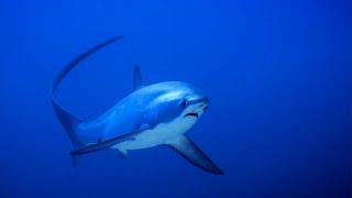 Malapascua thresher sharks  Diving Philippines [upl. by Yliak200]