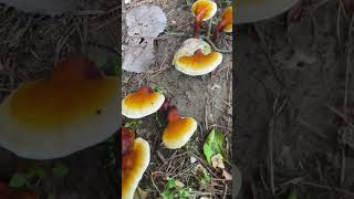 Fruiting Reishi Mushroom Blocks Outside  How to Grow Medicinal Mushrooms [upl. by Anaahs]