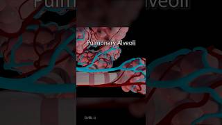 What Are Pulmonary Alveoli 3D Animation [upl. by Nylhtac]