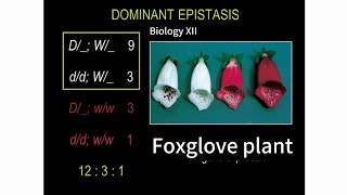 Epistasis  Dominant Epistasis  Biology XII [upl. by Radcliffe624]