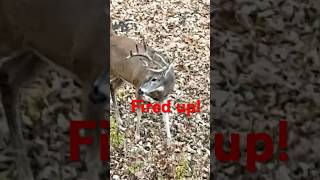 Iowa buck hitting every scrape and rub in sight He was fired up iowa prerut almostnovember [upl. by Hareenum]