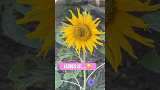 No balance flowers n leaves nature flowers beauty life relaxing shortsvideo shortsfeed [upl. by Anauqat100]