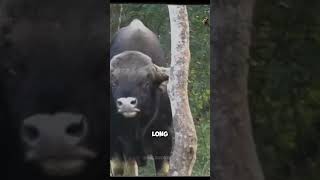 Meet the bull that kills Tigers animalfacts animals animallover animalworld tiger [upl. by Michaeu]