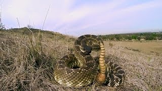 GoPro Rattlesnake Wranglers [upl. by Mecke809]