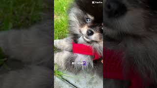 Luka dog cute cutedog puppy funny viral comedy doglover humor [upl. by Yrreb]