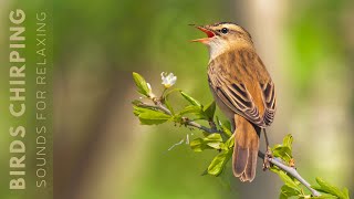 Bird Sounds  Birds Singing Without Music Soothing Nature Stress Relief Calm Time Reduce Stress [upl. by Alraep]