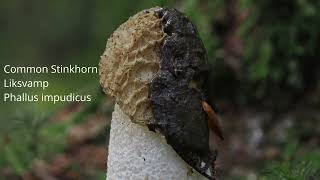 common stinkhorn liksvamp Phallus impudicus [upl. by Carri]