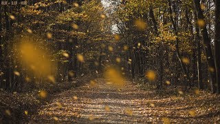 Detailed Sounds of Rustling Leaves Falling and Wind Blowing through the Forest Trees in Late Autumn [upl. by Enilraep]