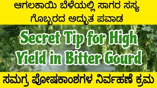 Integrated Fertilizer Management in Bitter Gourd  Activmax  Activzyme  Neem oil  NPK [upl. by Aek210]