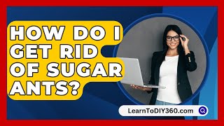 How Do I Get Rid of Sugar Ants  LearnToDIY360com [upl. by Ycrep]