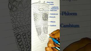 TS of Dicot stem biologydiagrams easydrawing easysteps neet ytshorts cellbiology [upl. by Illib]