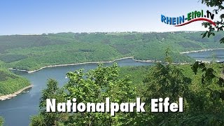 Nationalpark Eifel  RheinEifelTV [upl. by Drapehs]