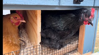 Chickens in nesting boxes [upl. by Hansiain]