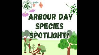 Arbour Day Species Spotlight [upl. by Sherill]