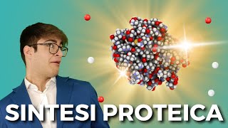 La SINTESI PROTEICA spiegata FACILE in poco meno di 8 minuti  BIOLOGIA FACILE [upl. by Asp]