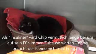 Sorgentier Januar  Kater Chip [upl. by Ziguard]